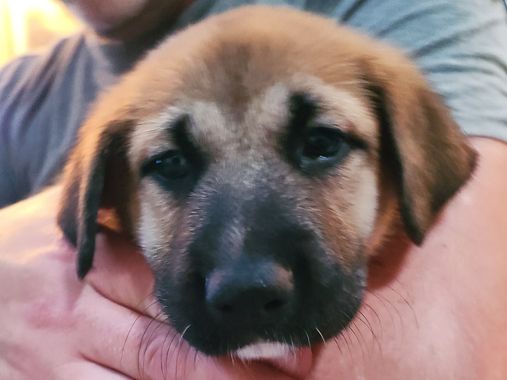 chinook puppy